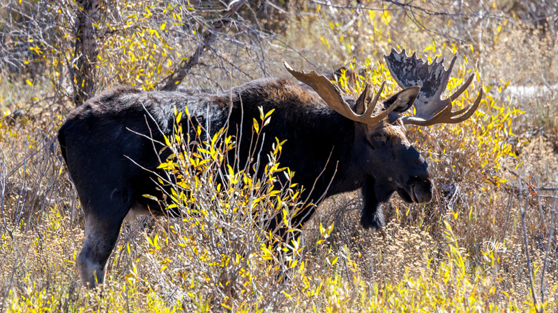 TMAC3309.jpg :: Upscaled with Gigapixel v1.0.2. 5447x3064 => 5447x3064 (1x) Model: CGI, denoise: 0.48740999740722657, sharpen: 0.8507795126757812