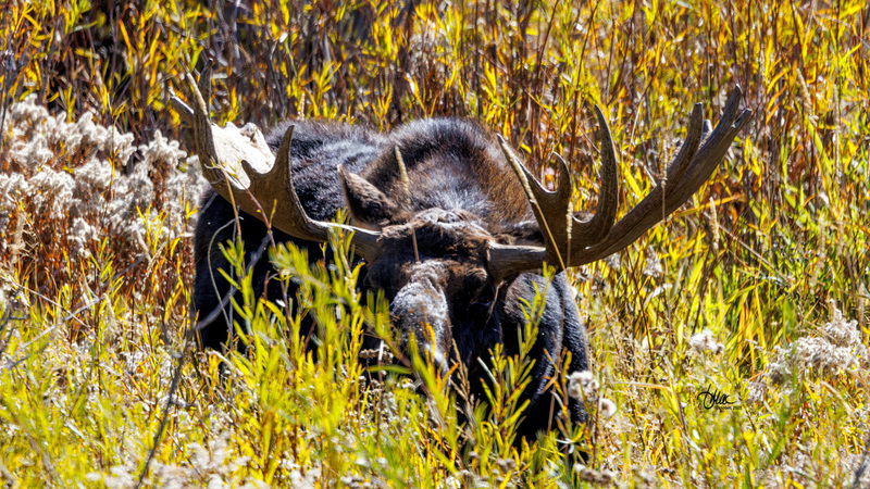 TMAC3407.jpg :: Upscaled with Gigapixel v1.0.2. 3466x1950 => 4505x2535 (1.3x) Model: CGI, denoise: 0.38096468490722657, sharpen: 0.8048810751757812