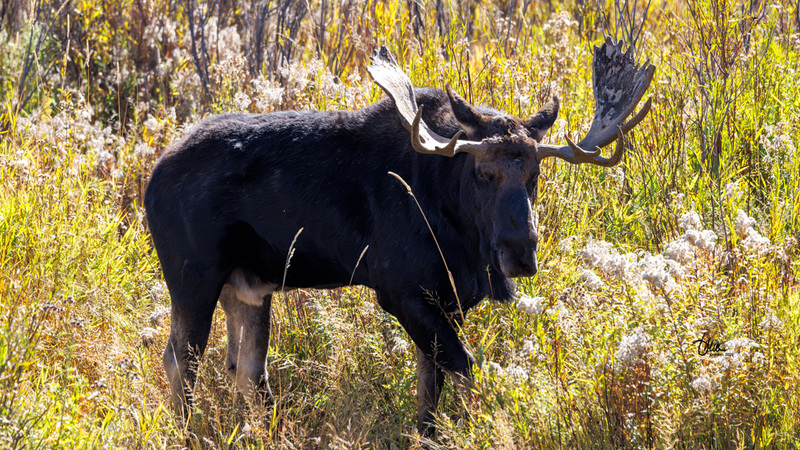 TMAC3510.jpg :: Upscaled with Gigapixel v1.0.2. 6515x3665 => 6515x3665 (1x) Model: CGI, denoise: 0.33604280990722657, sharpen: 0.6603498251757812