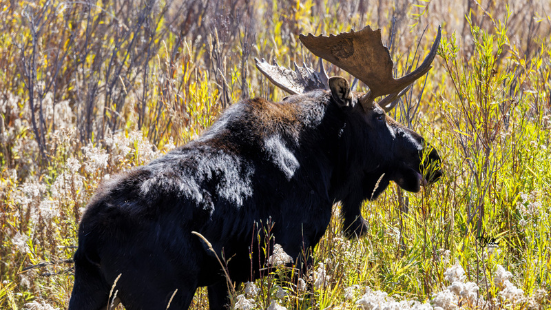 TMAC3523(1).jpg :: Upscaled with Gigapixel v1.0.2. 5243x2949 => 5243x2949 (1x) Model: CGI, denoise: 0.5689529661572266, sharpen: 0.8463849814257812