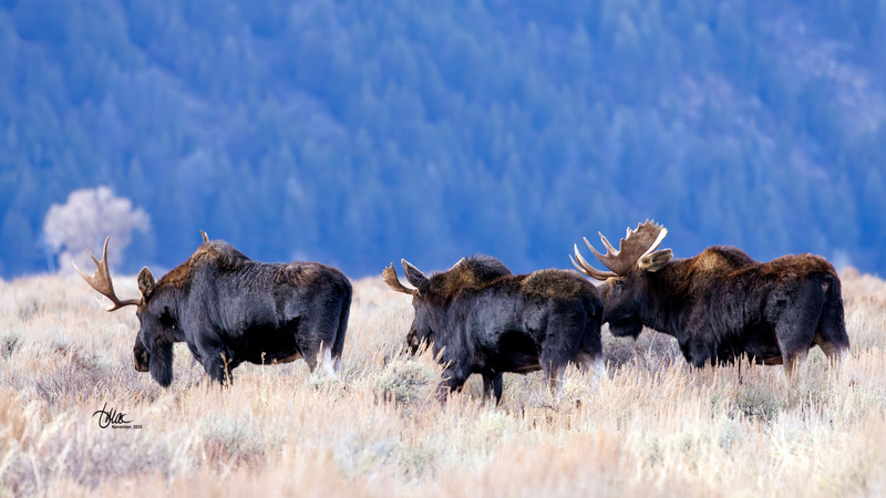 TMAC3584(1).jpg :: Upscaled with Gigapixel v1.0.4. 7281x4096 => 7281x4096 (1x) Model: CGI, denoise: 0.6832107786572266, sharpen: 0.7116193564257812