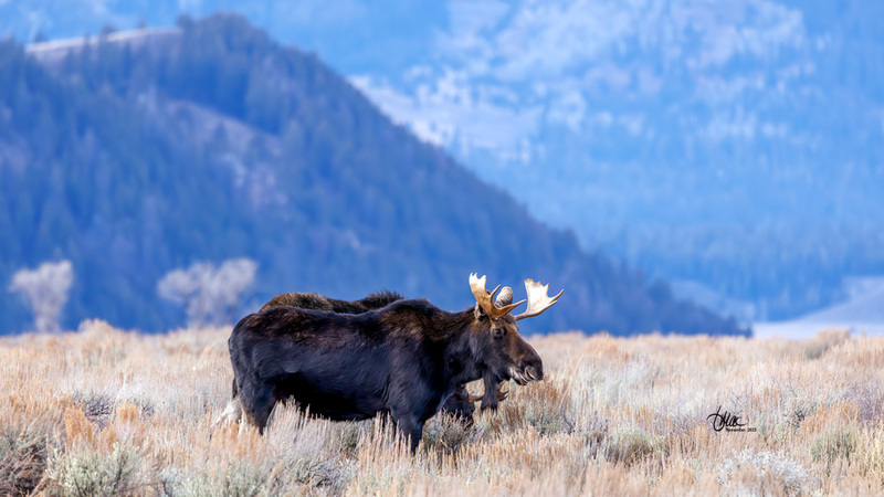 TMAC3589.jpg :: Upscaled with Gigapixel v1.0.4. 6907x3885 => 6907x3885 (1x) Model: CGI, denoise: 0.8401932005322266, sharpen: 0.7521467001757812