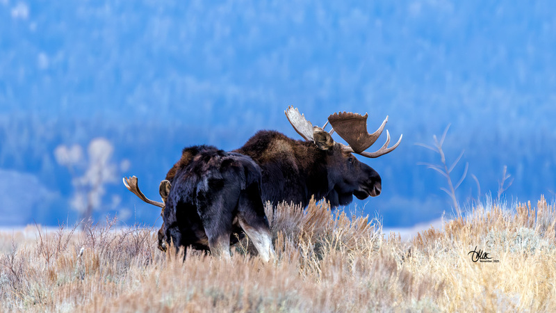 TMAC3618.jpg :: Upscaled with Gigapixel v1.0.4. 3790x2132 => 4548x2558 (1.2x) Model: CGI, denoise: 0.39976351303222657, sharpen: 0.6867170126757812