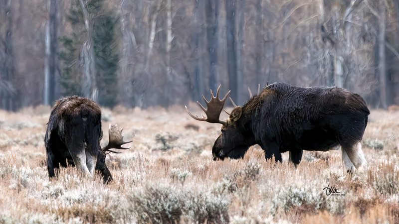 TMAC3631.jpg :: Upscaled with Gigapixel v1.0.4. 5680x3195 => 5680x3195 (1x) Model: CGI, denoise: 0.42564241928222657, sharpen: 0.3895978720507813