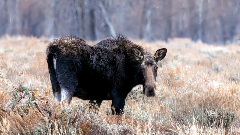 TMAC3677(1).jpg :: Upscaled with Gigapixel v1.0.4. 4408x2480 => 4408x2480 (1x) Model: CGI, denoise: 0.47959749740722657, sharpen: 0.5719709189257812