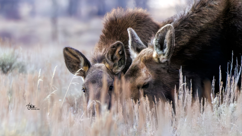 TMAC3716(1).jpg :: Upscaled with Gigapixel v1.0.4. 1552x873 => 4345x2444 (2.8x) Model: Standard V2, denoise: 0.5184675134125977, sharpen: 0.4852333692284603, decompression: 0.0461