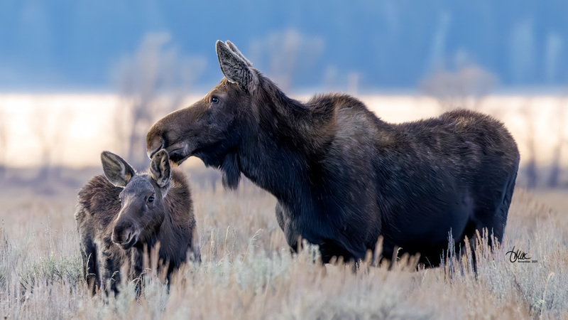 TMAC3751.jpg :: Upscaled with Gigapixel v1.0.4. 4452x2504 => 4452x2504 (1x) Model: CGI, denoise: 0.6075271849072266, sharpen: 0.6740217001757812