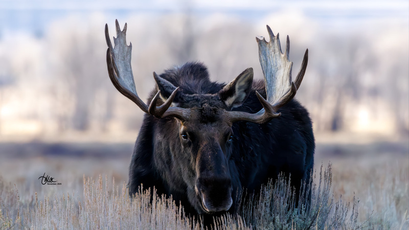 TMAC3758.jpg :: Upscaled with Gigapixel v1.0.4. 3884x2185 => 4660x2622 (1.2x) Model: Standard V2, denoise: 0.6097761071625977, sharpen: 0.4820265797348995, decompression: 0.0461