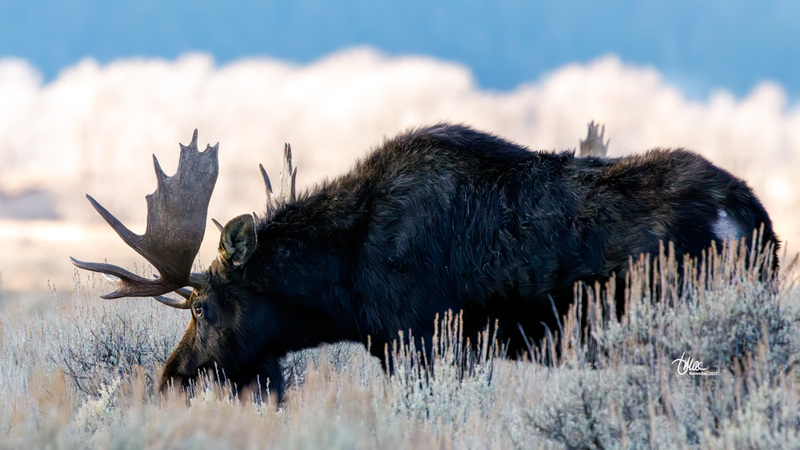 TMAC3790.jpg :: Upscaled with Gigapixel v1.0.4. 5569x3133 => 5569x3133 (1x) Model: CGI, denoise: 0.47959749740722657, sharpen: 0.5553693564257812