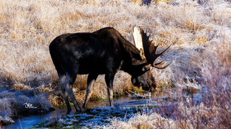 TMAC3806(1).jpg :: Upscaled with Gigapixel v1.0.4. 4666x2625 => 4666x2625 (1x) Model: Standard V2, denoise: 0.7181745446625977, sharpen: 0.6362201300831813, decompression: 0.0461