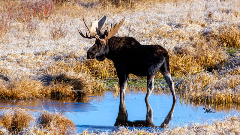 TMAC3831.jpg :: Upscaled with Gigapixel v1.0.4. 4121x2318 => 4121x2318 (1x) Model: Standard V2, denoise: 0.6771589196625977, sharpen: 0.6853723255368251, decompression: 0.0461