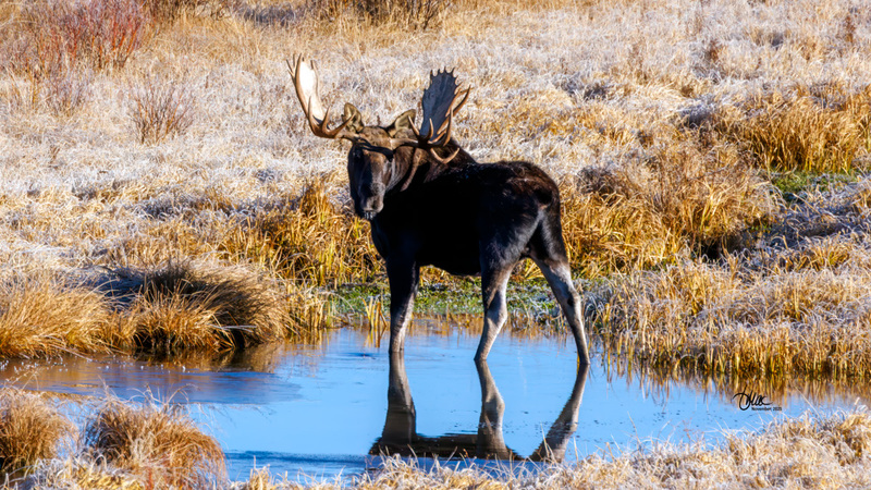 TMAC3841.jpg :: Upscaled with Gigapixel v1.0.4. 4121x2318 => 4121x2318 (1x) Model: Standard V2, denoise: 0.6507917321625977, sharpen: 0.6701723662587185, decompression: 0.0461