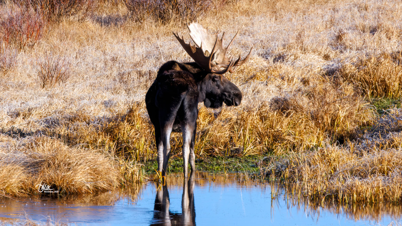 TMAC3864(1).jpg :: Upscaled with Gigapixel v1.0.4. 3651x2054 => 4746x2670 (1.3x) Model: Low Resolution V2, denoise: 0.46945083007812505, sharpen: 0.6700009889890379, decompression: 0.2