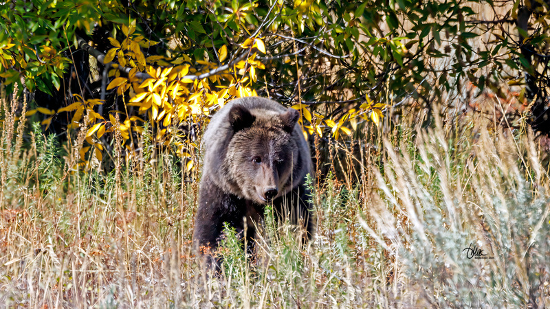 TMAC9410-2.jpg :: Upscaled with Gigapixel v1.0.2. 2882x1621 => 4611x2593 (1.6x) @ 300 ppi Model: RecoveryV2, detail: 0.38008846489719805