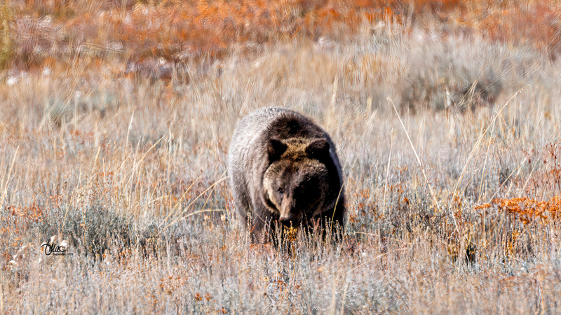 TMAC9457-3 81848AM(1).jpg :: Upscaled with Gigapixel v1.0.4. 2681x1508 => 4022x2262 (1.5x) Model: RecoveryXL, denoise: 1, decompression: 0.01, sharpen: , sharpen: 0.01, sharpen: 2