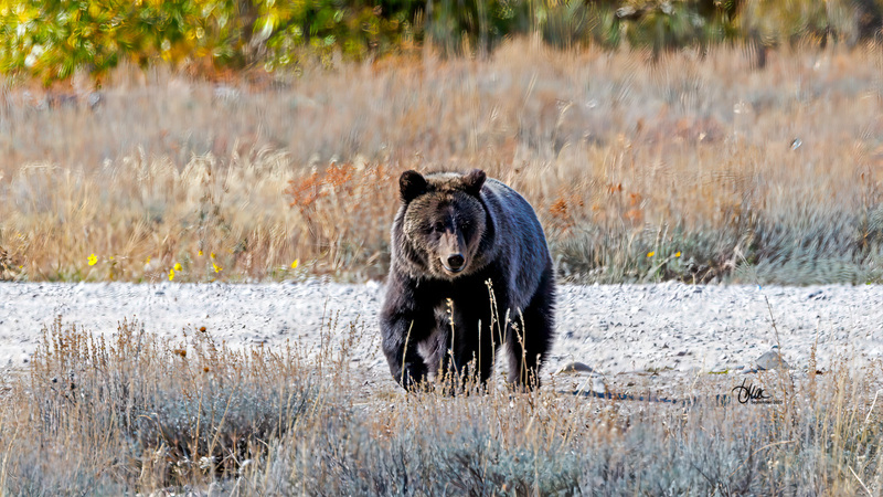 TMAC9475-2(1).jpg :: Upscaled with Gigapixel v1.0.2. 3083x1734 => 4932x2774 (1.6x) @ 300 ppi Model: RecoveryV2, detail: 0.38008846489719805