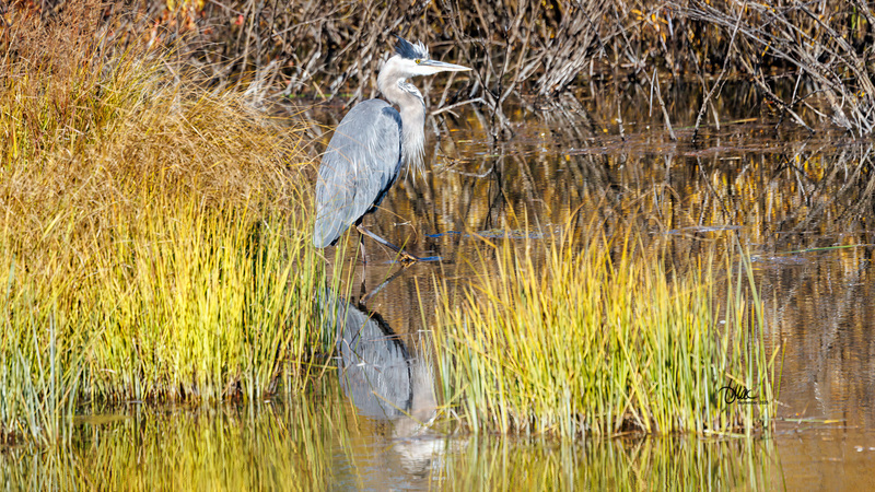 TMAC9800.jpg :: Upscaled with Gigapixel v1.0.2. 5681x3196 => 6817x3835 (1.2x) @ 300 ppi Model: RecoveryV2, detail: 0.38008846489719805