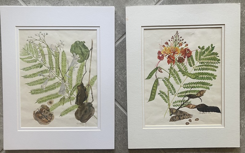 Botanical Poinciana and Jacaranda.jpg :: Botanicals, flowering tropical trees
