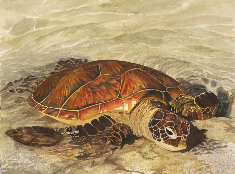 HONU 3.jpg :: Honu 3 - Artist Proof - 9 X 12 signed/numbered $100. free shipping within the USA
