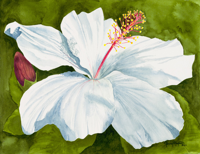 White Hibiscus.jpg :: White Hibiscus - Artist proof -approx 9 X 11 1/2 - signed and numbered $100. free shipping within the USA