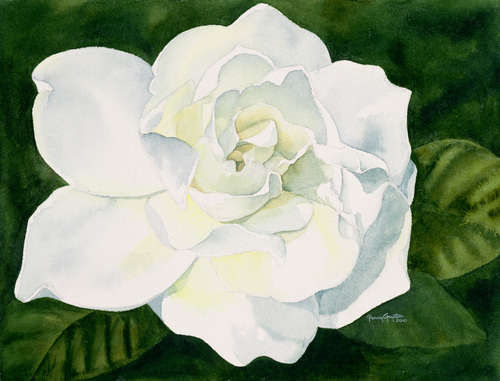 gardenia tropical paintings in