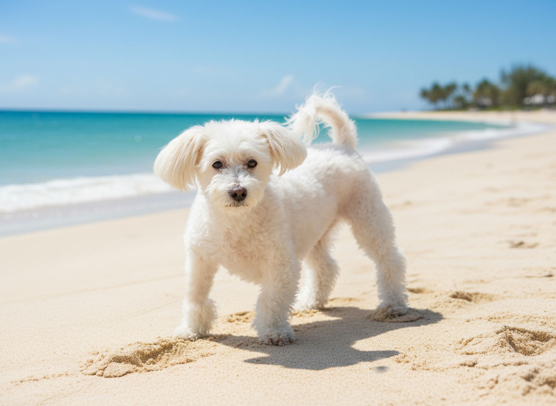 Firefly_Gemini Flash_take dog out of background and put him on the beach 938874 copy.jpg