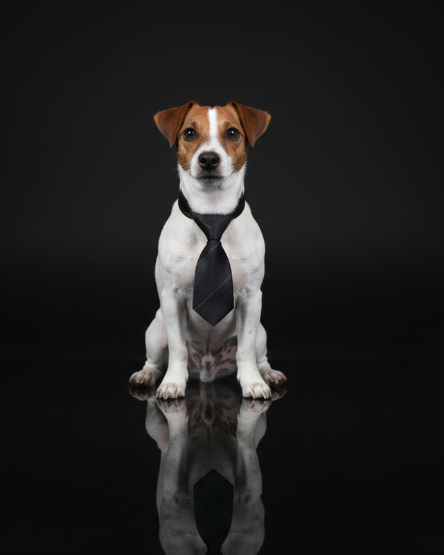 Ruger with tie on.jpg