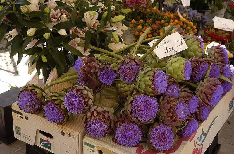 Artichoke Flowers.jpg ::                                