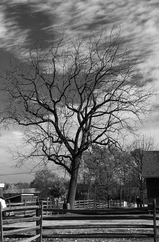 Bare Tree and sky 2.jpg