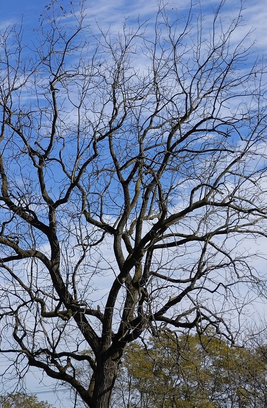 Bare Tree and sky B.jpg