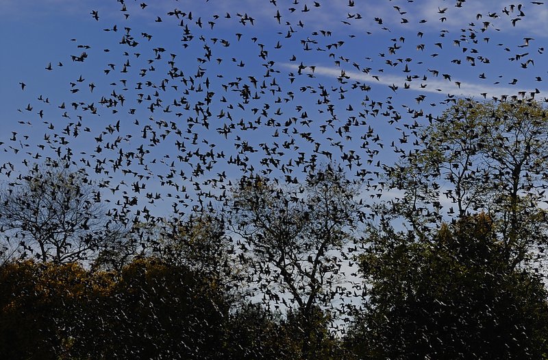 Birds 1.jpg