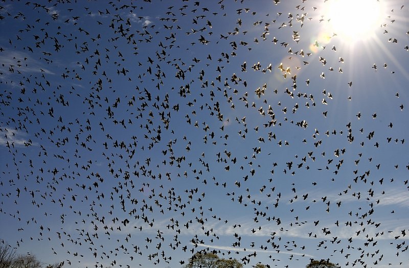 Birds 2.jpg