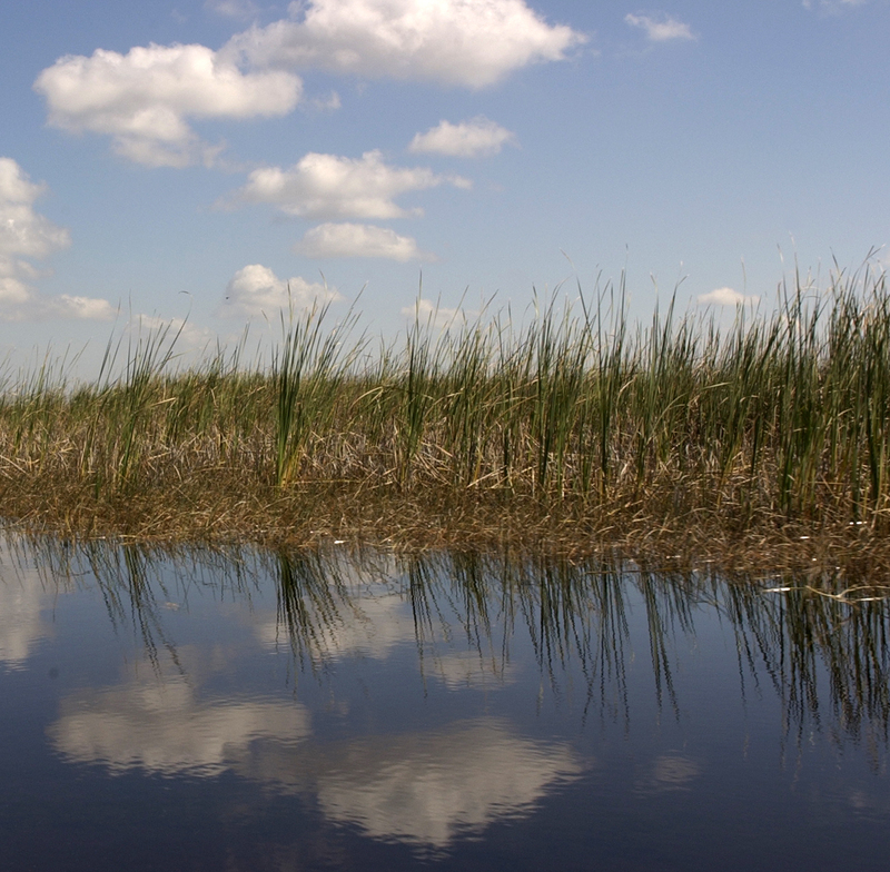 Boca Raton swamp 2.jpg