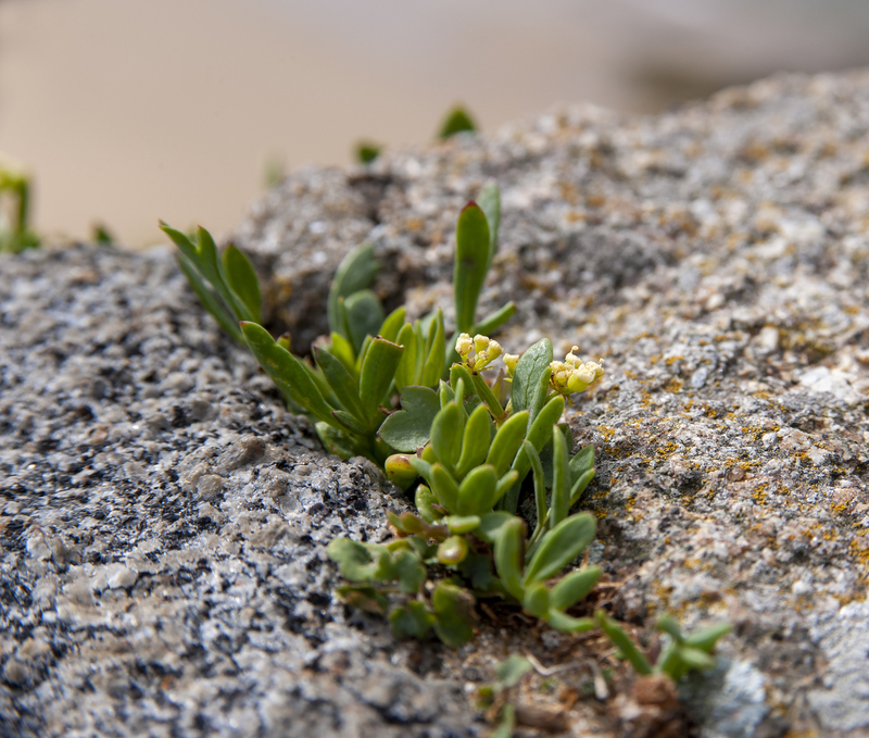 Bretagne 2009 3 030.jpg