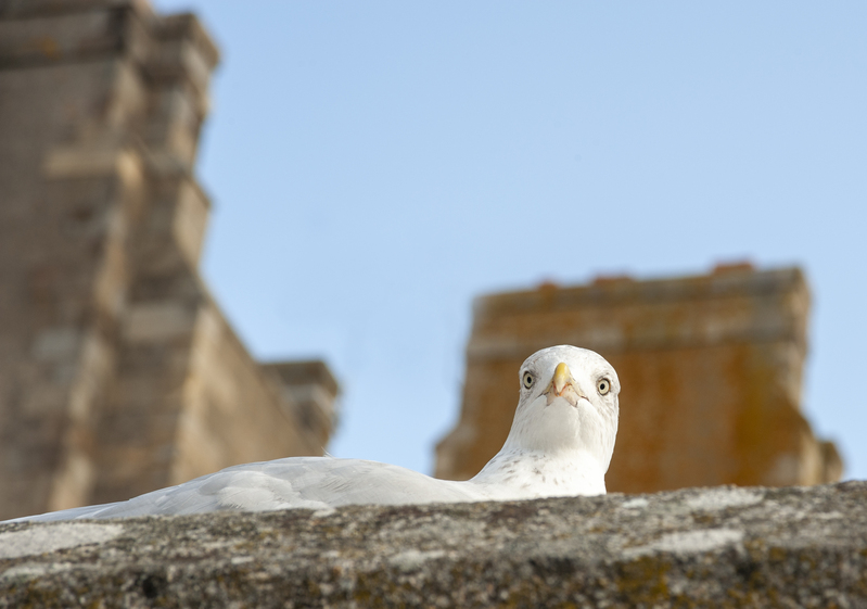 Bretagne 2009 3 040.jpg :: Bretagne Seagull 2