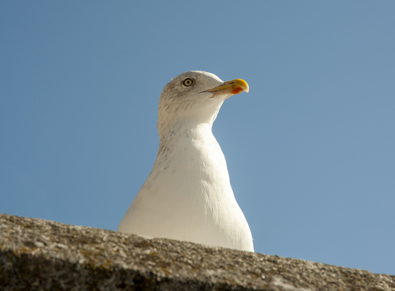 Bretagne 2009 3 043.jpg :: Bretagne Seagull 3