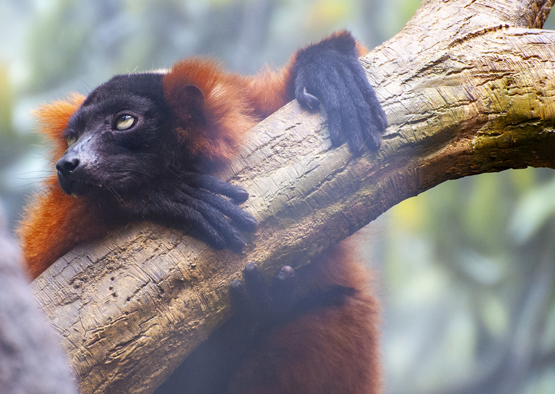Bronx Zoo 2010 026.jpg :: Bronx Zoo 2010
