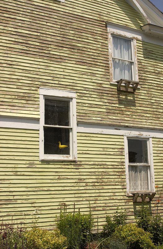 Burlington Yellow duck.jpg ::                                