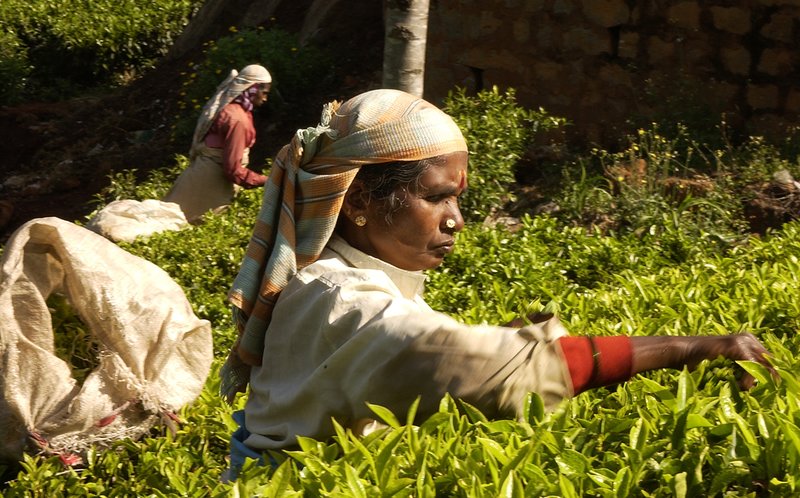 Coonoor Tea Picker 2.jpg ::                                