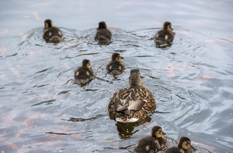 Copenhagen Ducks.jpg