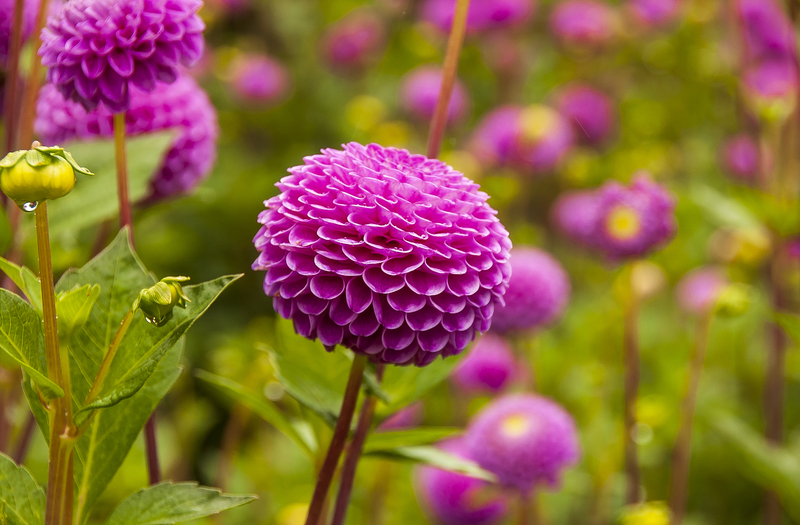 Copenhagen flower 2.jpg