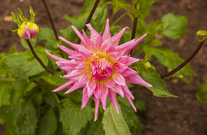 Copenhagen flower 3.jpg
