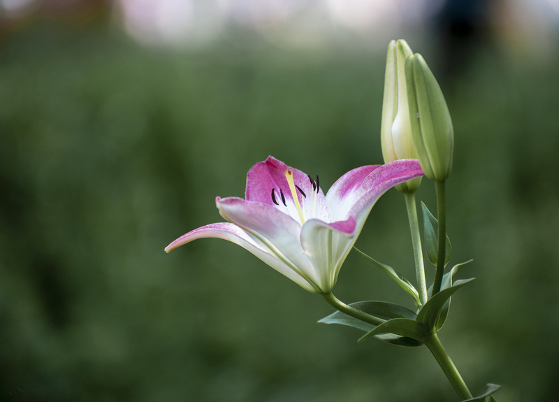 Francoise 2010 2 67.jpg :: Lilly in Washington Square Park