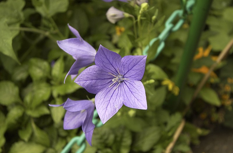 Giverny flower 1.jpg ::                                