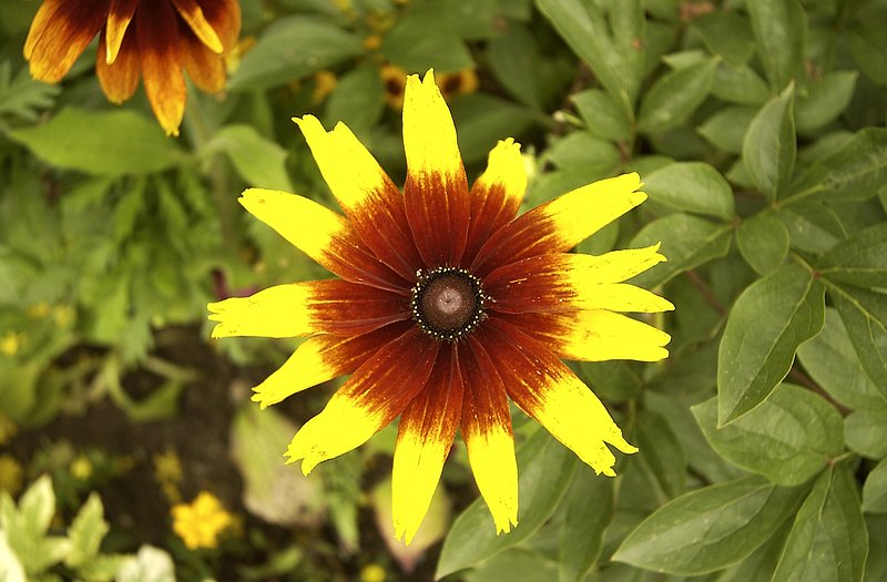 Giverny flower 2.jpg ::                                