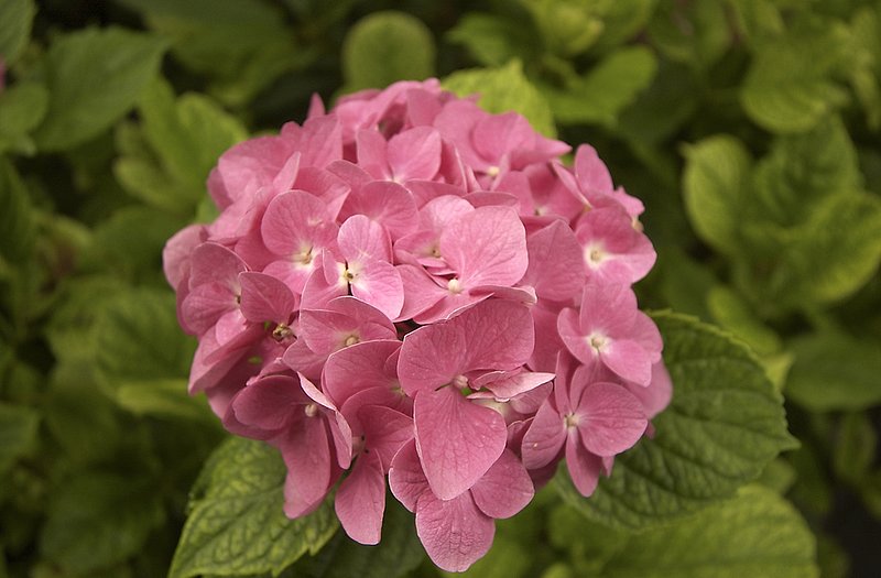 Giverny flower 4.jpg ::                                