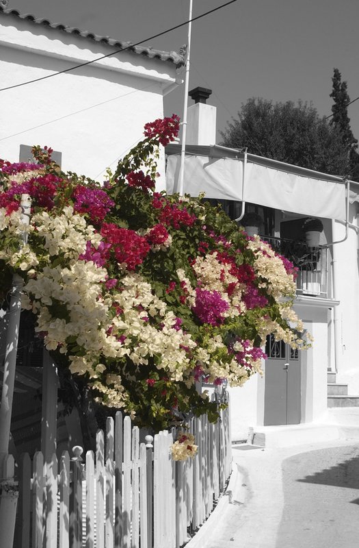 Greece BW Flowers.jpg ::                                
