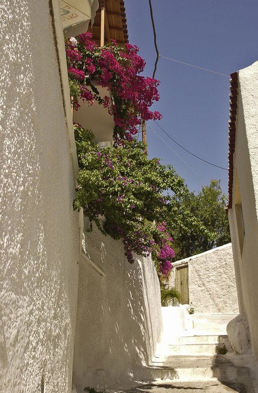 Greece Flowers.jpg ::                                