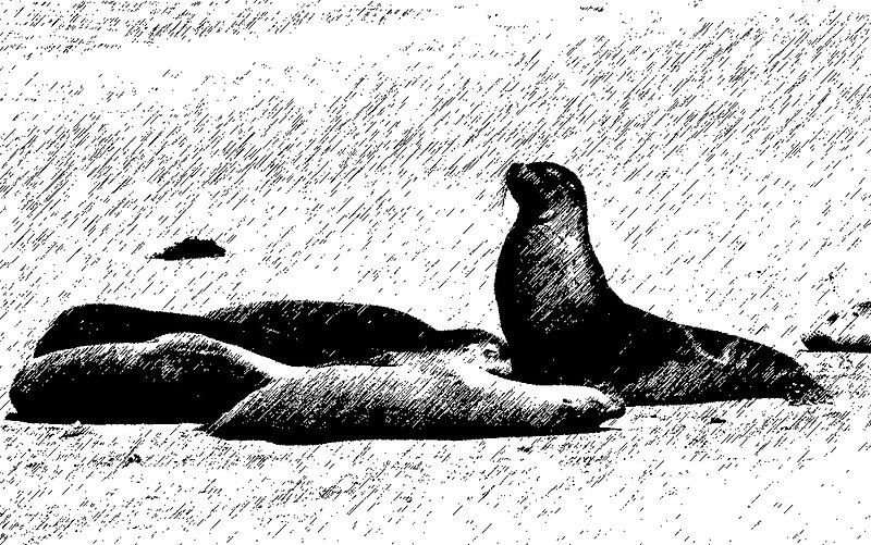 Kangaroo Island - seals.jpg :: File name            	:DSC_0061.JPG
File size            	:1.2MB(1208741Bytes)
Shoot date           	:2001/11/02 21:33:10
Picture size         	:2000 x 1312
Resolution           	:72 x 72 dpi
Number of bits       	:8bit/channel
Protection attribute 	:Off
Hide Attribute       	:Off
Camera ID            	:N/A
Model name           	:NIKON D1H
Quality mode         	:FINE
Metering mode        	:Multi-pattern
Exposure mode        	:Programmed auto
Flash                	:No
Focal length         	:105 mm
Shutter speed        	:1/500second
Aperture             	:F11.0
Exposure compensation	:0 EV
Fixed white balance  	:Shade
Lens                 	:28 - 105 mm F 3.5 - 4.5
Flash sync mode      	:N/A
Exposure difference  	:0.0 EV
Flexible program     	:No
Sensitivity          	:ISO200
Sharpening           	:Normal
Curve mode           	:Normal
Color mode           	:COLOR
Tone compensation    	:N/A
Latitude(GPS)        	:N/A
Longitude(GPS)       	:N/A
Altitude(GPS)        	:N/A