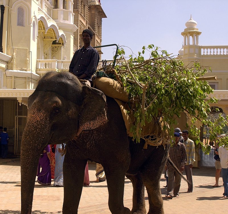 Mysore Elephant.jpg ::                                